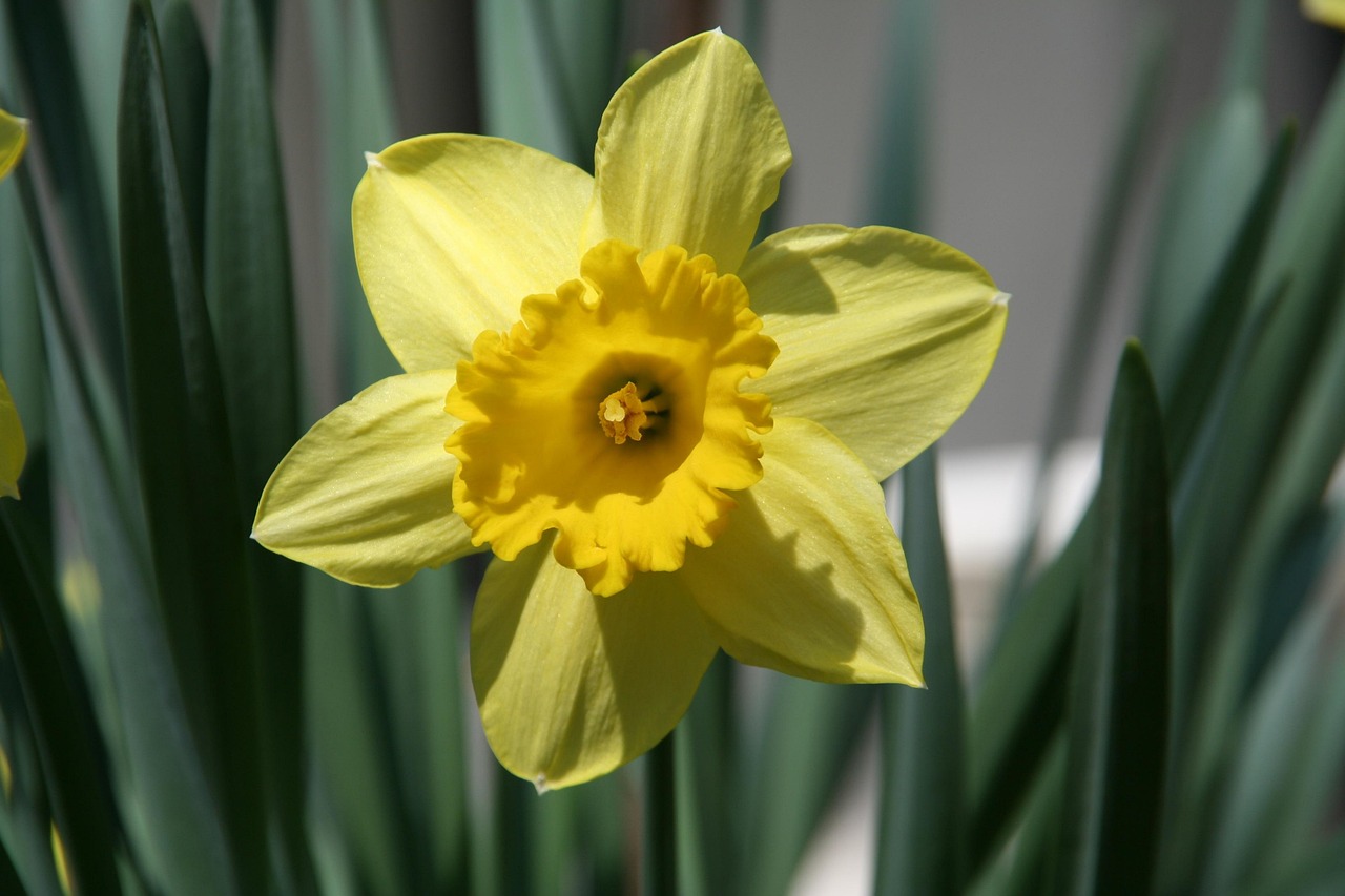 Floare Spring Flower Spring Nature - Free photo on Pixabay - Pixabay