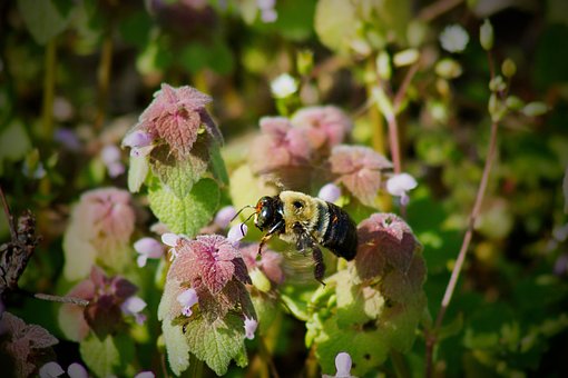 Free Bumble Bee Bees photo and picture