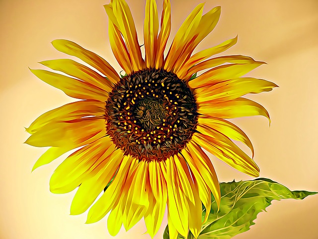 Free sunflower nature summer illustration