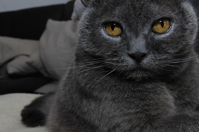 Gato, Ressaca, Gato Cinzento, Animal