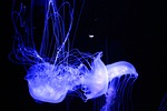 jellyfish, aquarium, aquatic