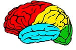 brain, lobes, colour