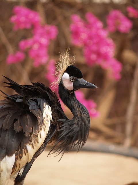 Free Animal Bird photo and picture