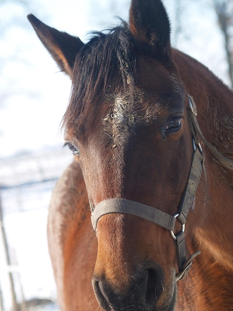 Free Horse Brown photo and picture