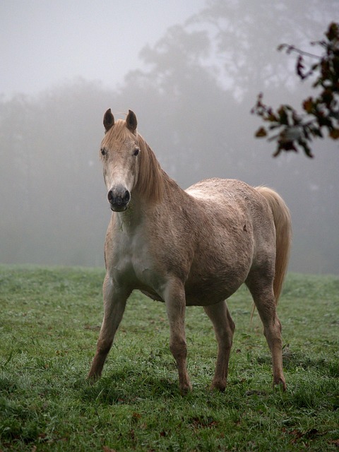 Free Horse Nature photo and picture