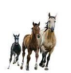 horses, mare, foals