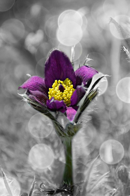 Free Flower Purple photo and picture