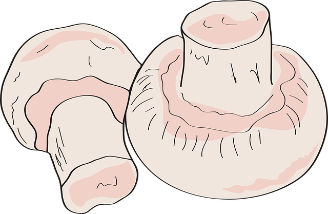 Free mushroom vegetables vegetarian vector