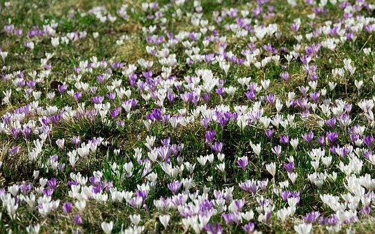 Free Crocuses Spring photo and picture