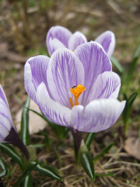 Free Crocus Insect photo and picture