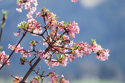 Free Kolkwitzia Blossoms photo and picture