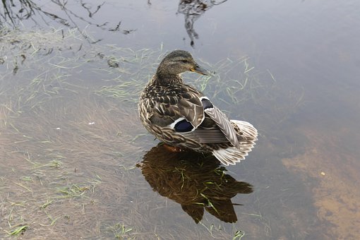 Free Duck Water photo and picture