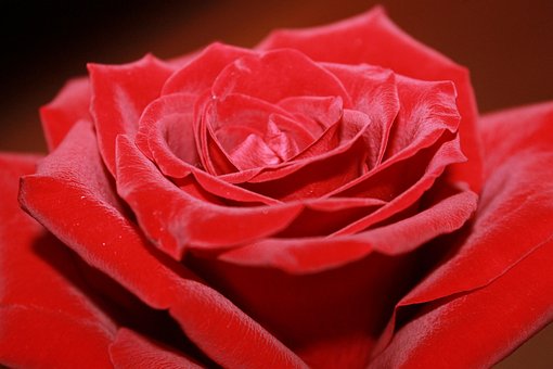 Free Rose Red Rose photo and picture