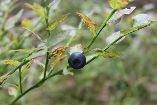 Free Blueberry Summer photo and picture