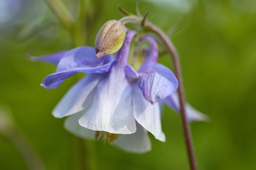 Free Aquilega Vulgaris Columbine photo and picture