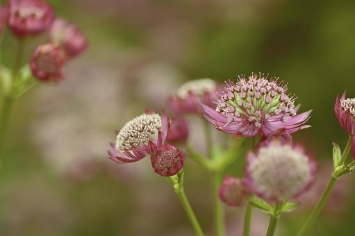 Free Astrantia Major Great Masterwort photo and picture