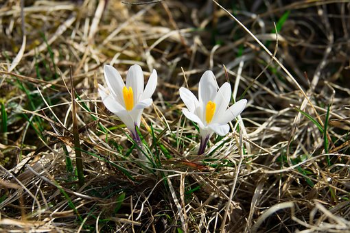 Free Crocuses White photo and picture