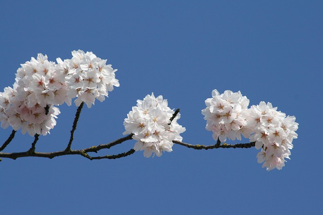 Free Cherry Blossom White Flower photo and picture