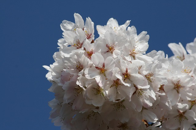 Free Cherry Blossom White Flowers photo and picture