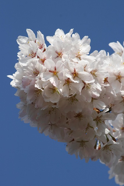 Free Cherry Blossom White Flowers photo and picture