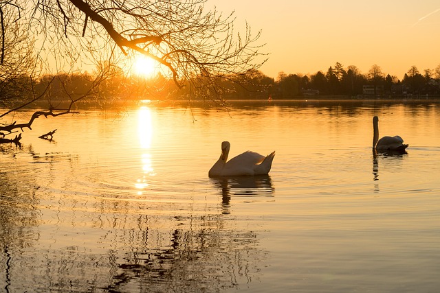 Лебедь, Вода, Озеро, Водоплавающая Птица