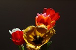 tulips, tulipa, lily