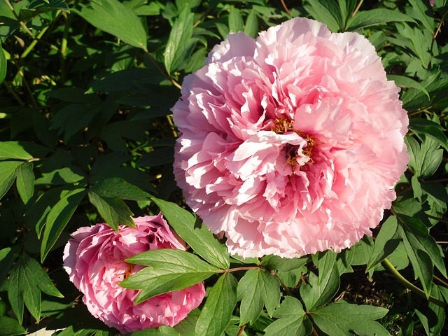 Bloem, Roze, Pioen