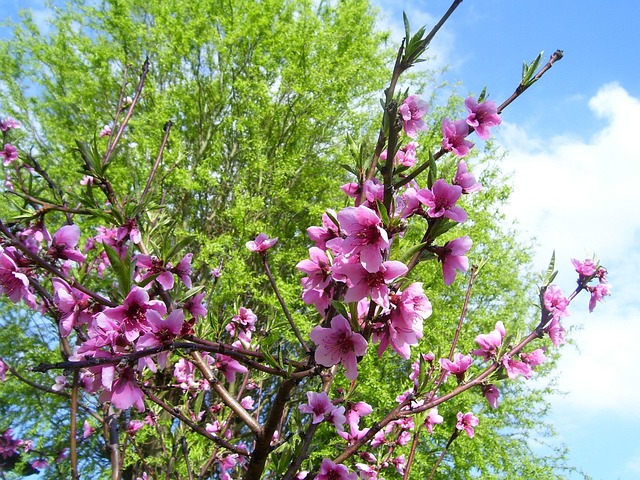 Free Spring Pesco photo and picture