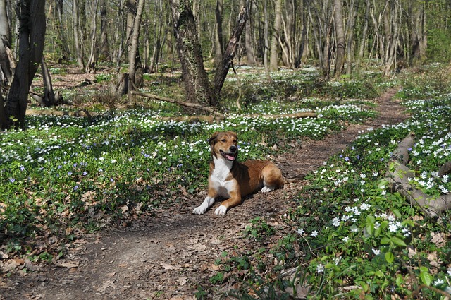 Free Dog Spring photo and picture