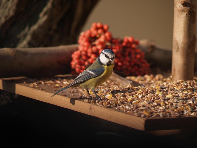 Free Bird Feathers photo and picture