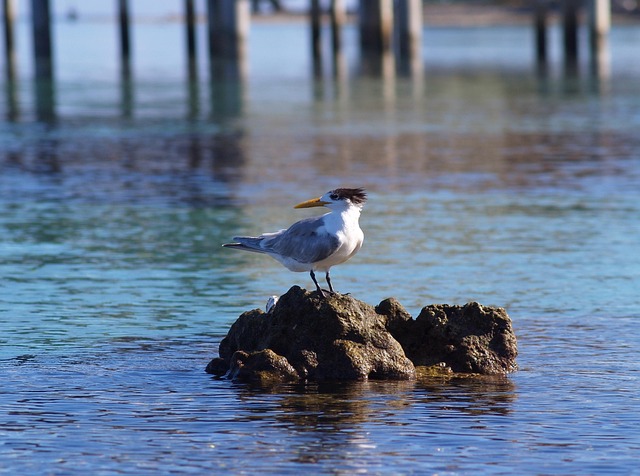 Free Bird Marin photo and picture