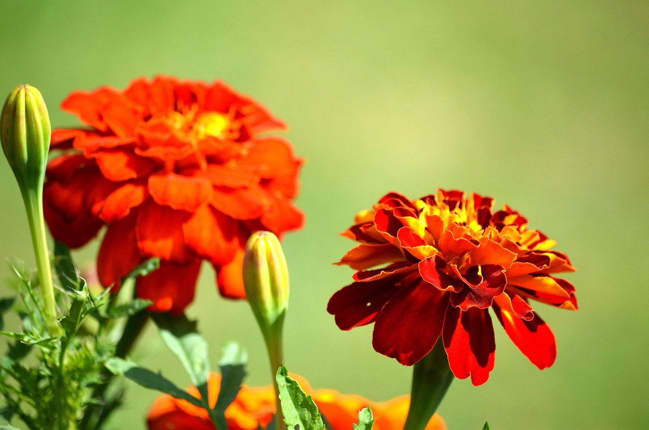 花 植物 花弁 - Pixabayの無料写真 - Pixabay