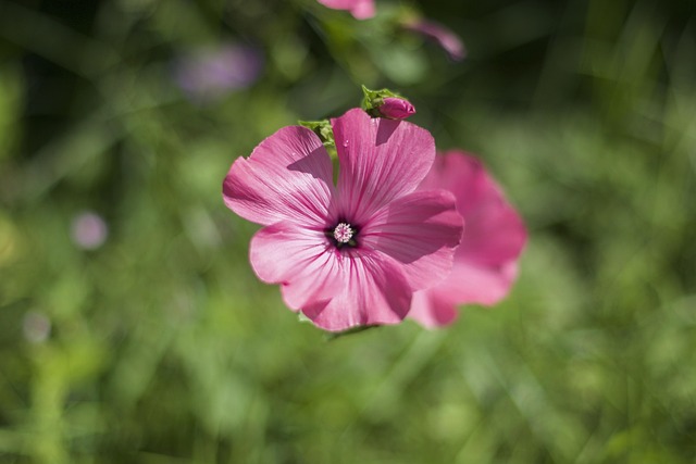 Blomst, Lyserød, Kronblade, Forår