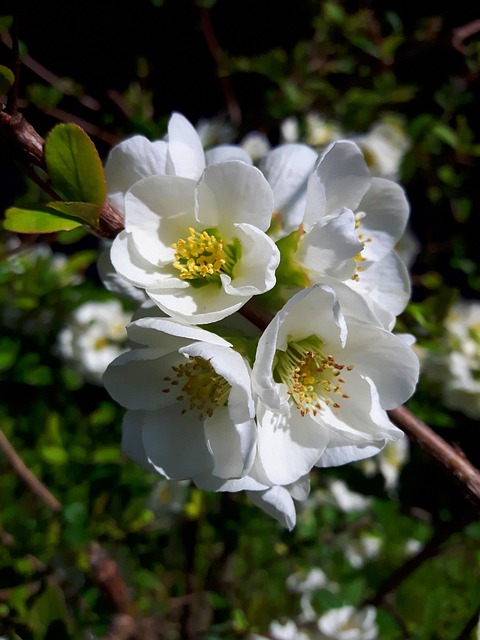 Free Flowers Spring photo and picture
