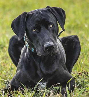 Cão, Animal De Estimação, Animais