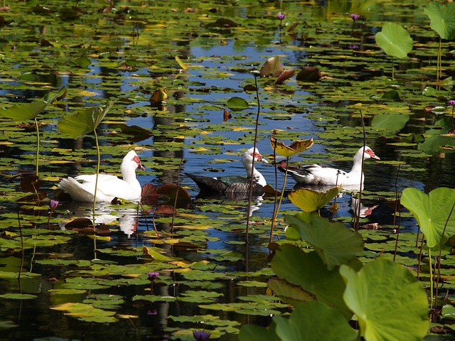 Free Bird Duck photo and picture