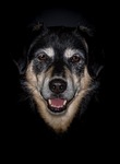 bitch, hybrid, dog