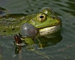 frog, lake, pond