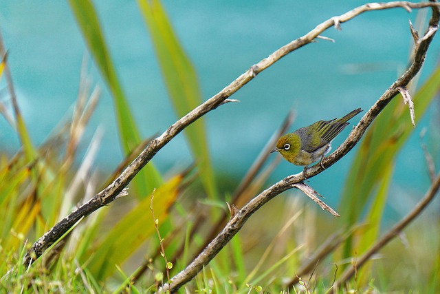 Free Bird Nature photo and picture