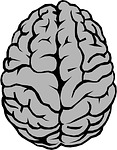 brain, anatomy, hemispheres