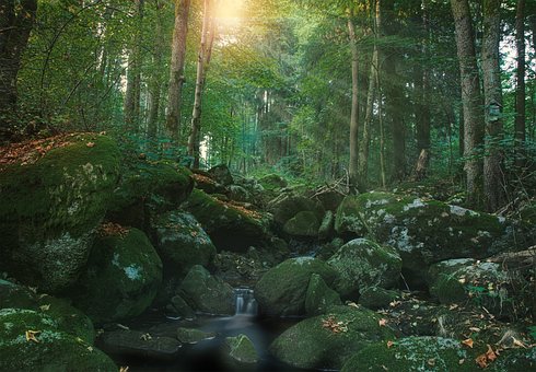 Bach, Sonne, Natur, Wasser, Wald