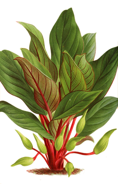 Free Plant Nature illustration and picture