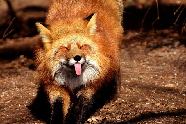 fuchs-lustig-zunge-kostenloses-foto-auf-pixabay