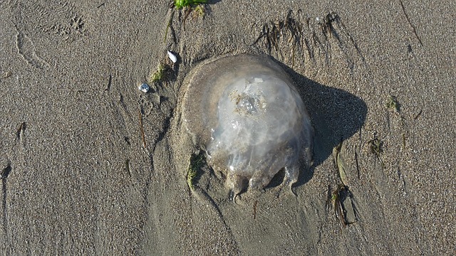 Free Jellyfish Sea photo and picture