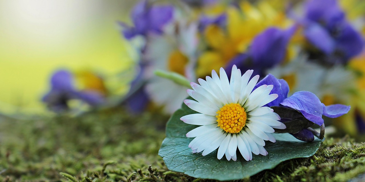 https://cdn.pixabay.com/photo/2017/03/29/07/52/wildflowers-2184407_1280.jpg