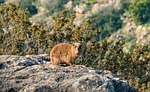 rock hyrax, animal, nature