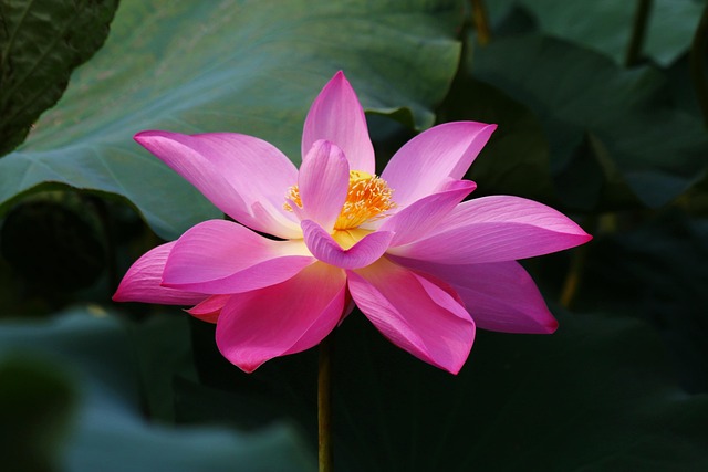 Free Flower Botanical Garden photo and picture