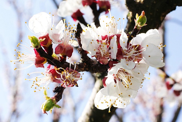 Blumen, Feder, Farben, Natur