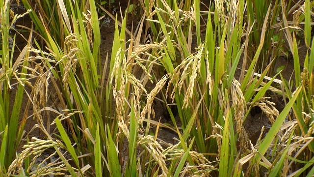 Free Rice Aren photo and picture