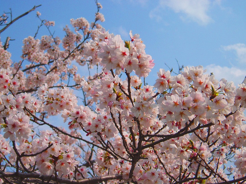 桜 さくら 春 - Pixabayの無料写真 - Pixabay